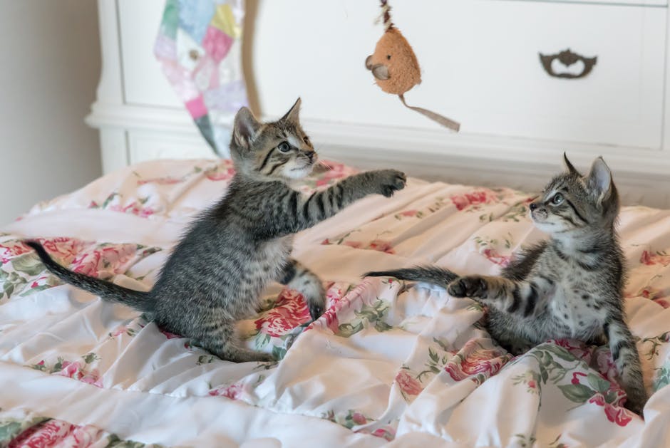 Photo of kittens Photo of kittens