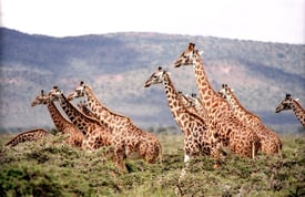 An image of giraffes