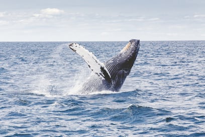 Image of a Gray Whale