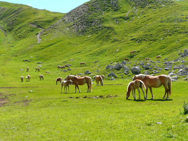 Image of horses in the mountains