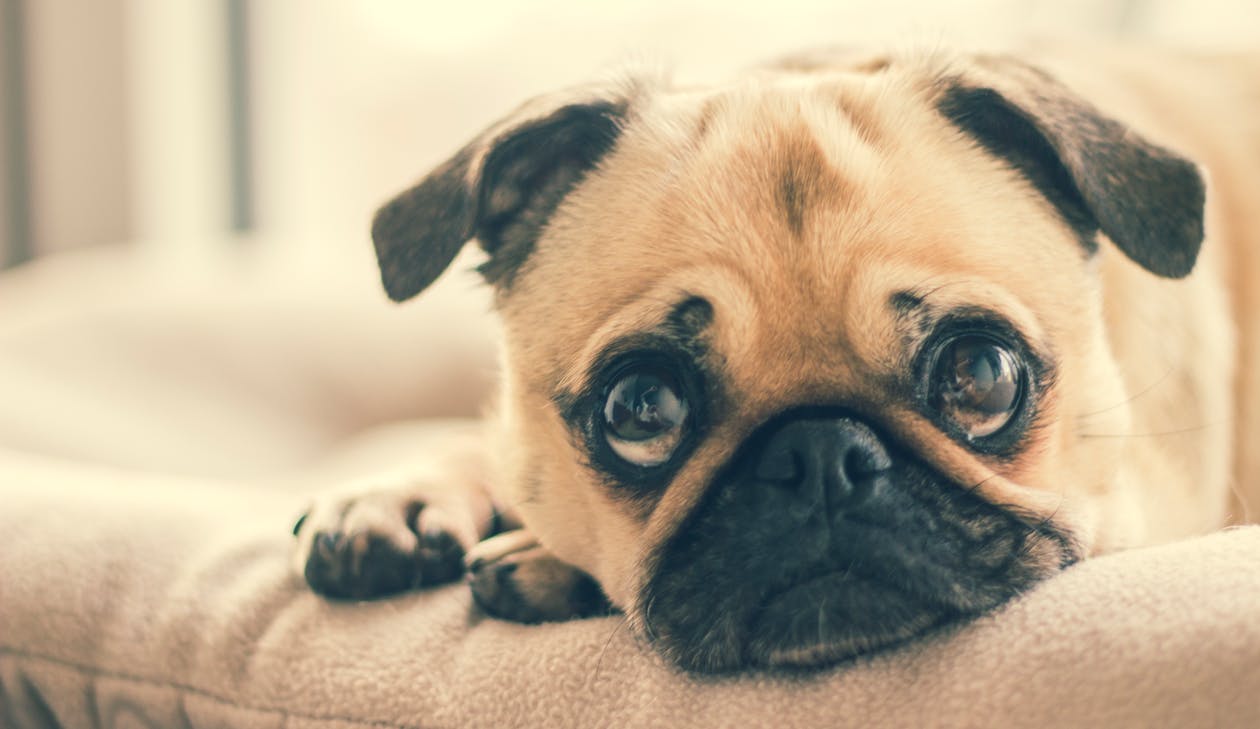 Photo of a pug dog Photo of a pug dog