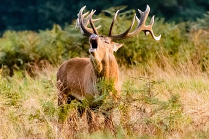 Image of a Red Deer Stag