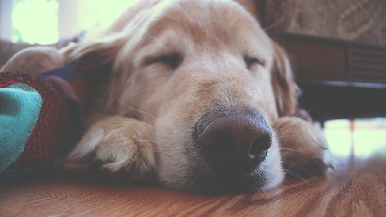 Photo of a sleeping Golden Retriever
