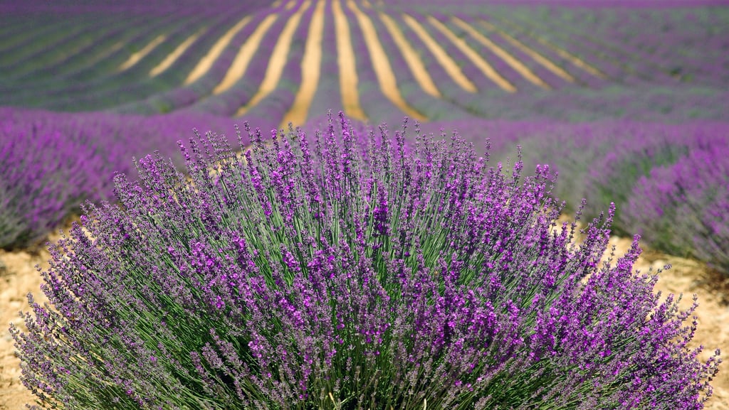 Image of a lavender field in France