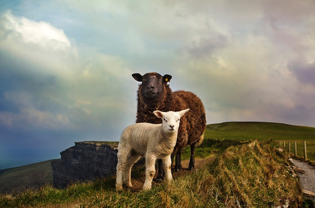 Image of sheep in Ireland