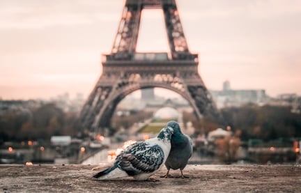 Image of birds in Paris