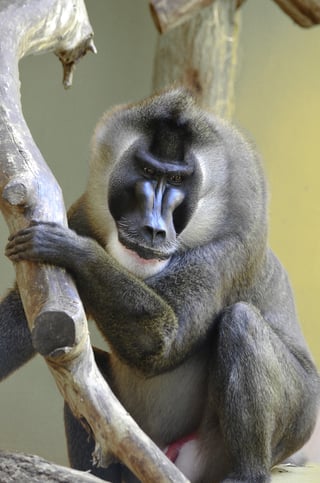 Image of a baboon in the Nigerian environment