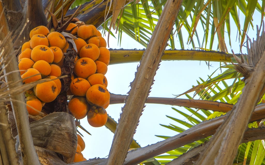 Image of fruit in Nigeria