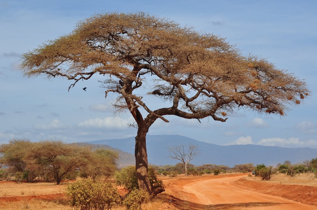 Image of the Nigerian landscape