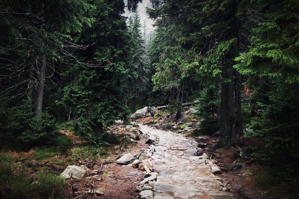 Image of a forest in Poland