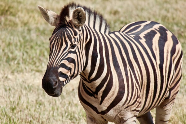 An image of a zebra