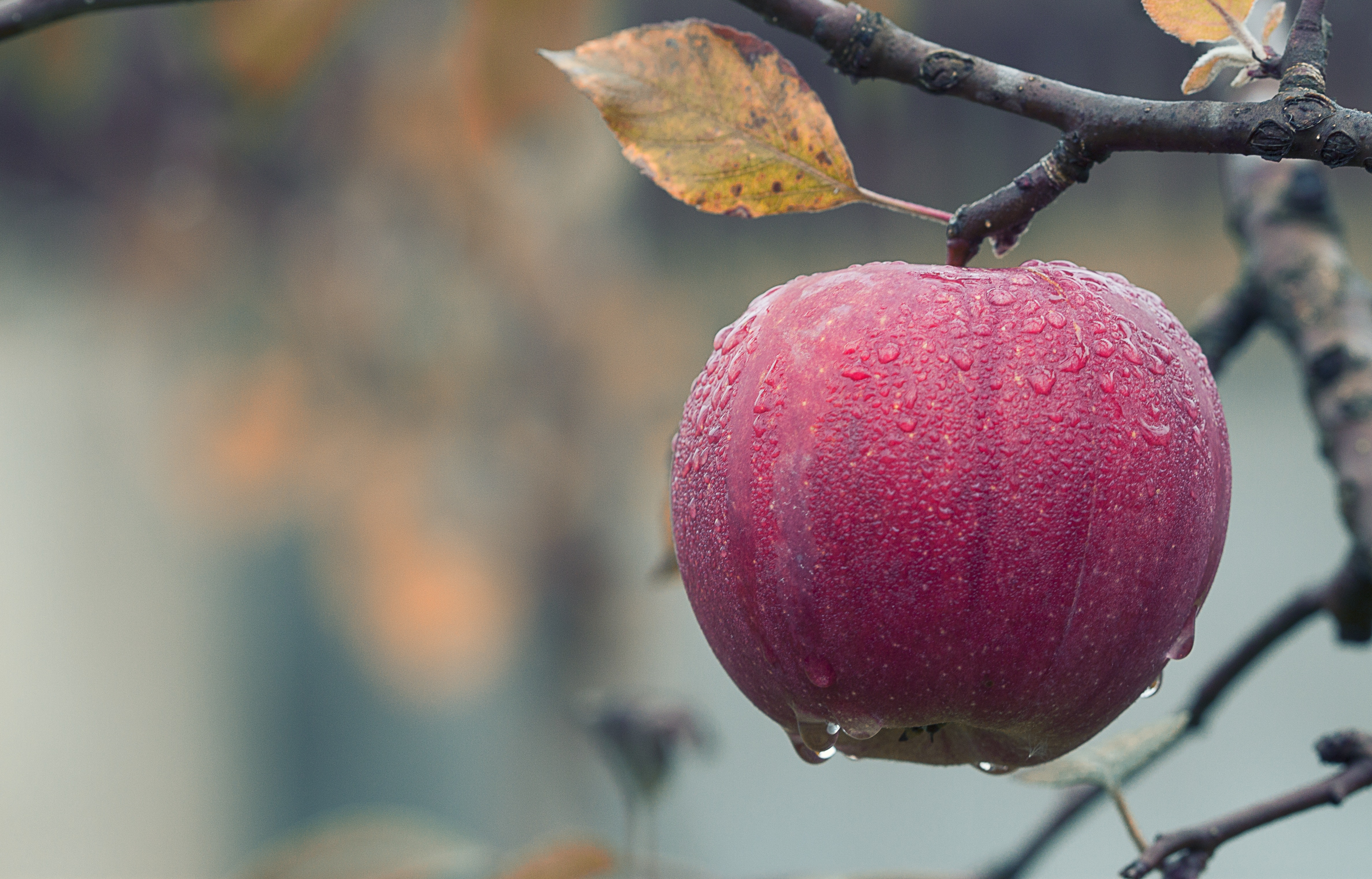 Image of an apple