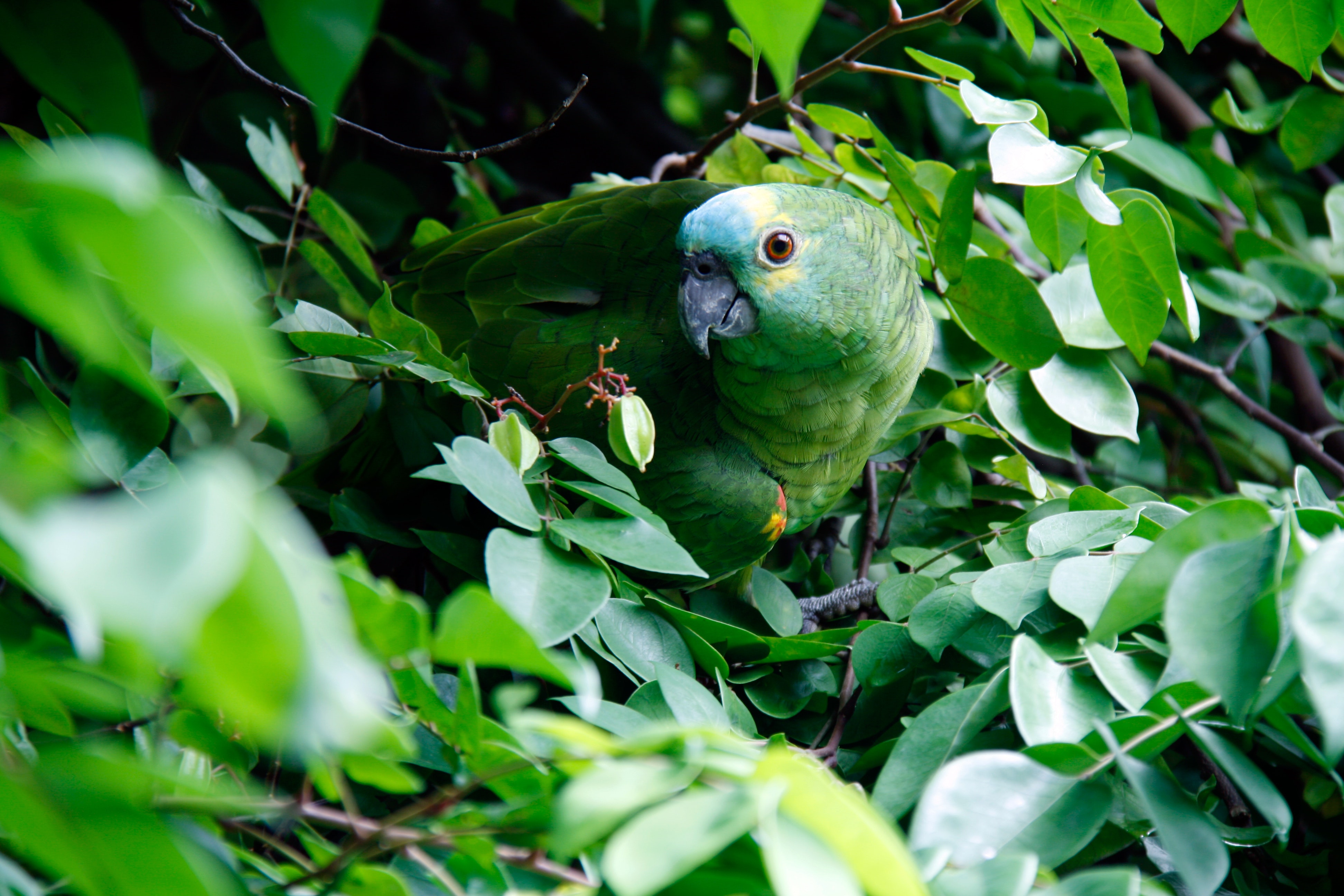 Image of a green bird in Brazil