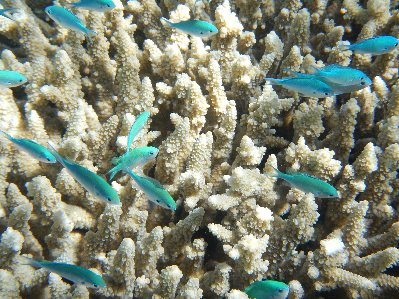 Image of fish and coral in the Great Barrier Reef