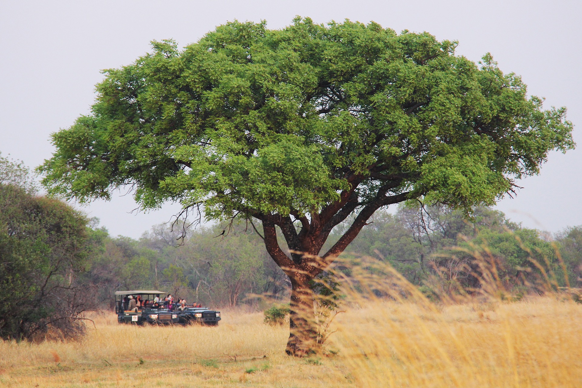 Image of a safari adventure near Johannesburg