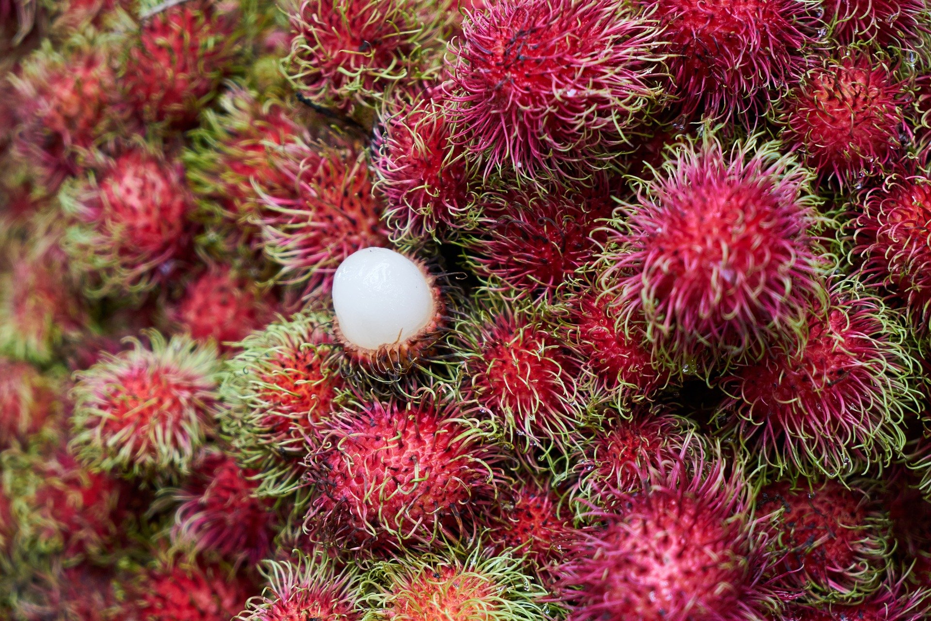 Image of fruit in Malaysia 