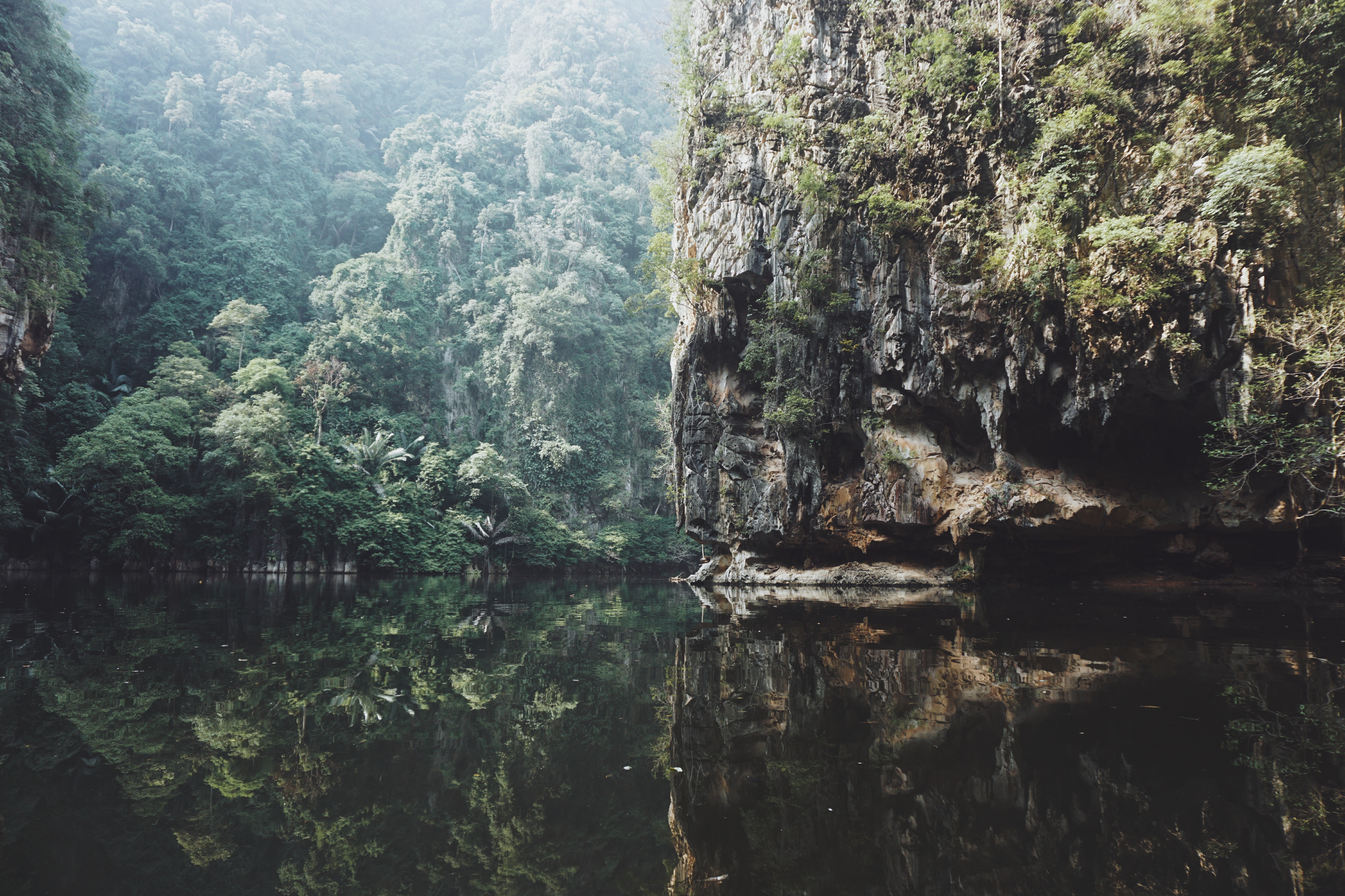 Image of the jungle in Malaysia