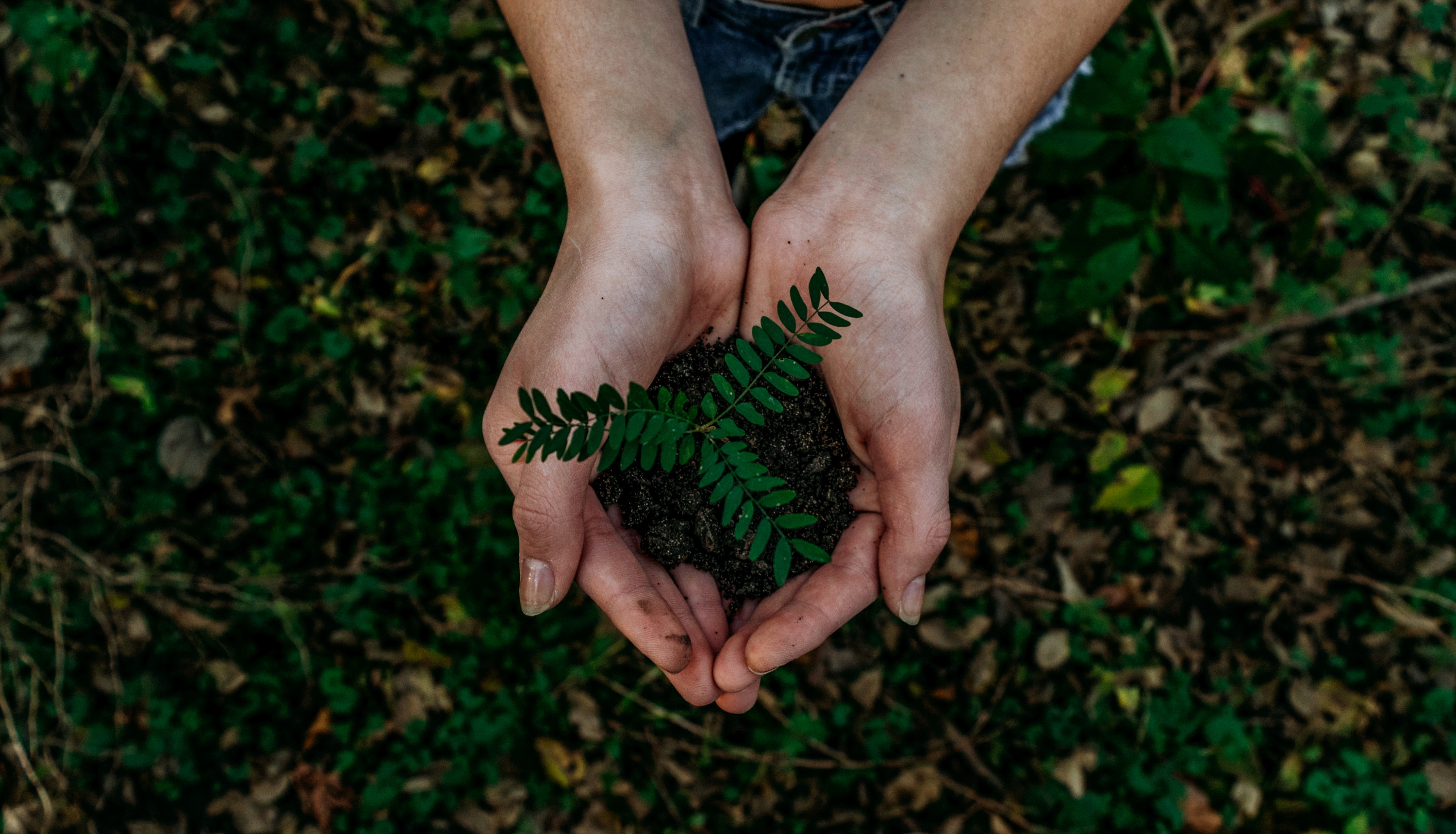 Image of a person holding a sprout in China