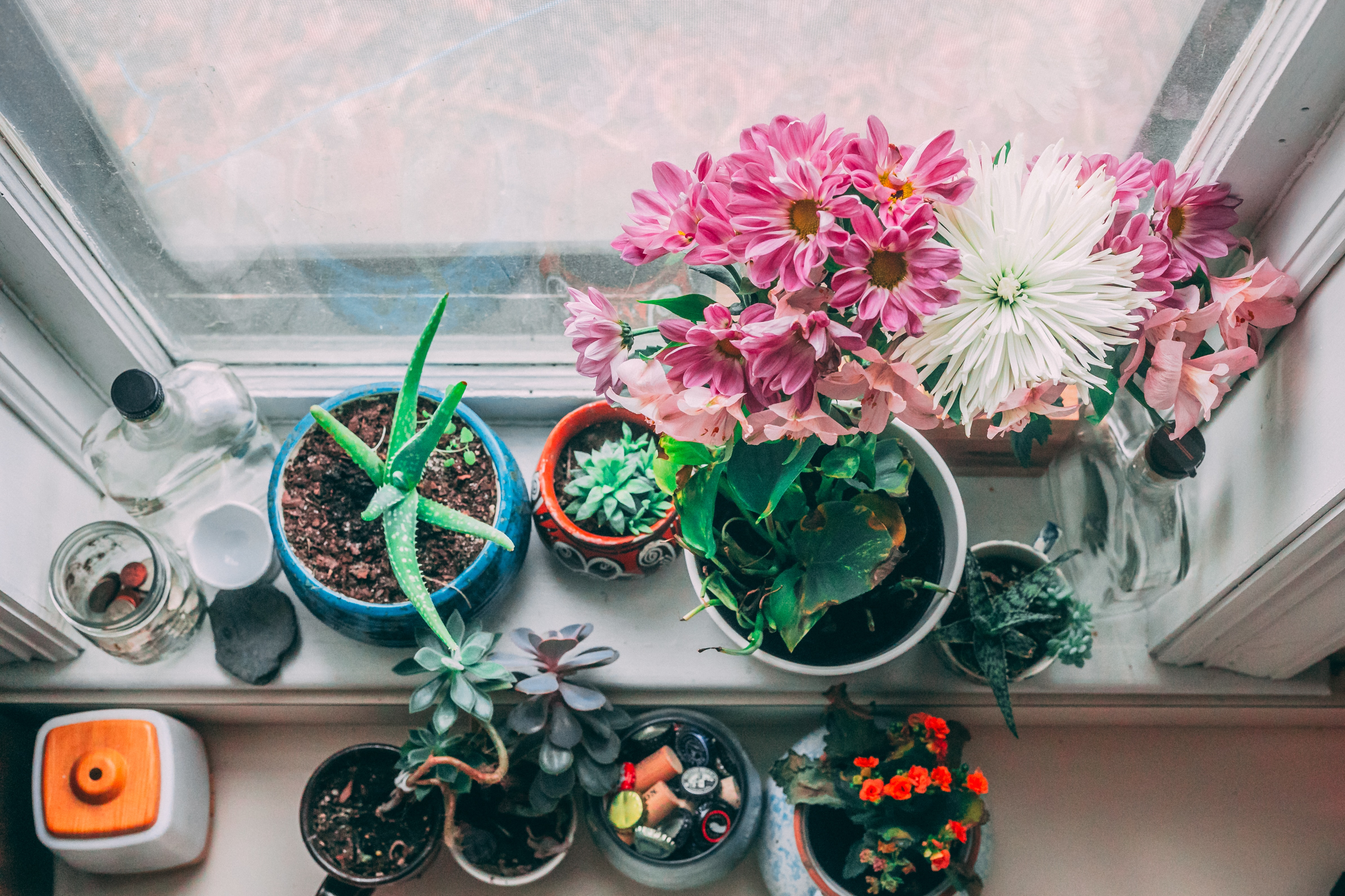 Image of plants in an apartment in China 