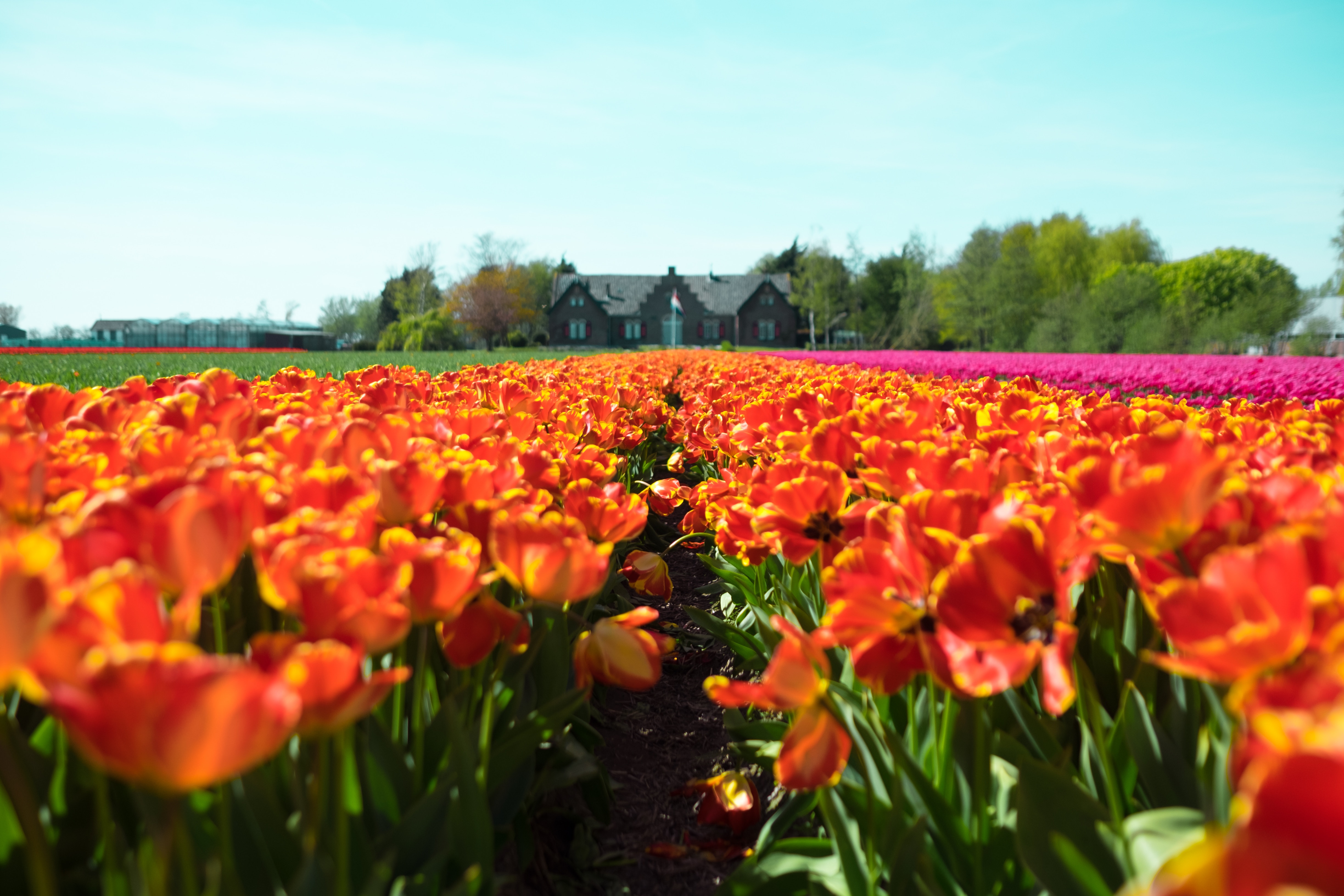 destination-profile-netherlands